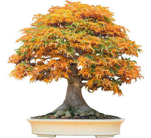 Imagem 1 de 6 de Trident Maple Acer Buergerianum Bonsai Sementes Para Mudas