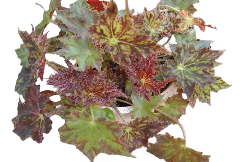 Begonia Heracleifolia - Alas De Murcielago - Cachimba