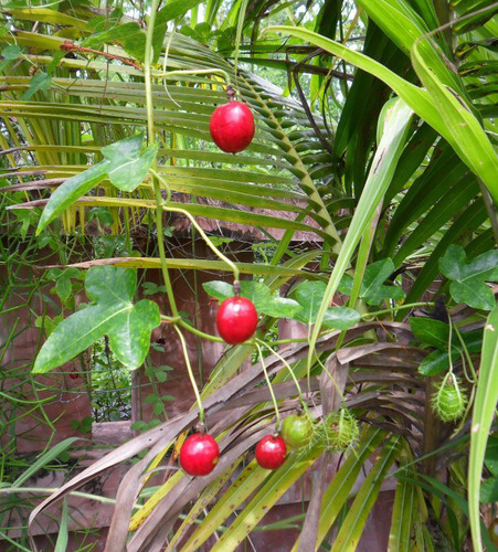 12 Semillas De Maracuya Silvestre Passiflora Foetida