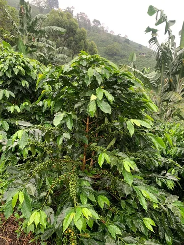Finca En Venta