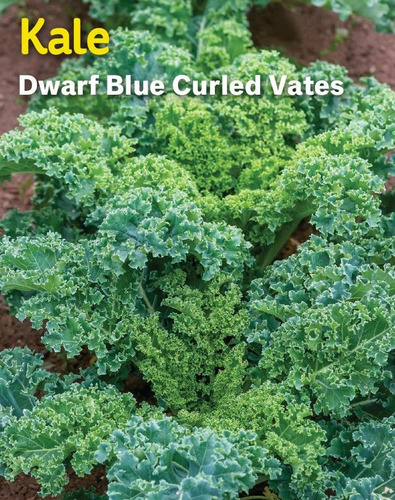 100 Sementes De Couve Crespa Anã Kale