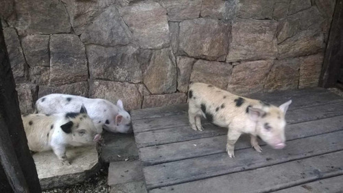 Mini Pig