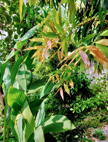 Zyzygium 100 Hojas Fresca Diabetes Hígado Riñón Envío Gratis
