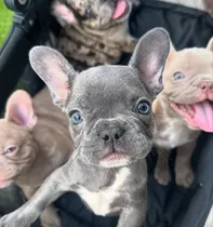 Comprar Bulldog Inglés