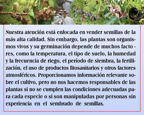 Semillas De Eucalipto De Flores Rojas (corymbia Ficifolia)