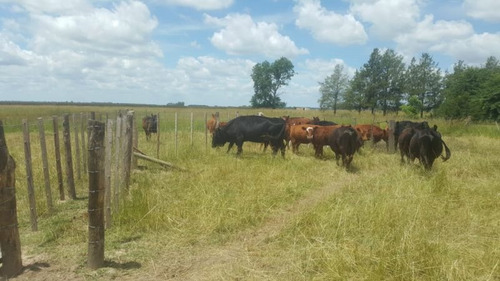 Imagen 17 de 17 de Campo En Venta En Lobos
