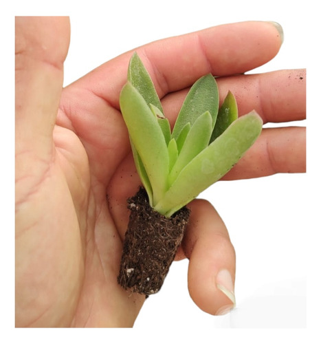 Suculentas Souvenirs Plantitas Regalos Naturales Isiflor