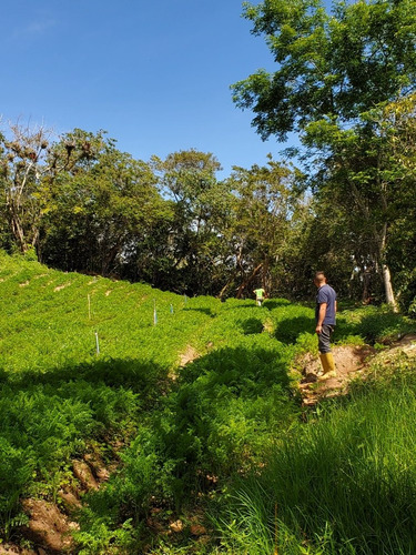 Imagen 11 de 30 de Casa De Campo, Galpón, Café, Siembra, Proyecto De Vino