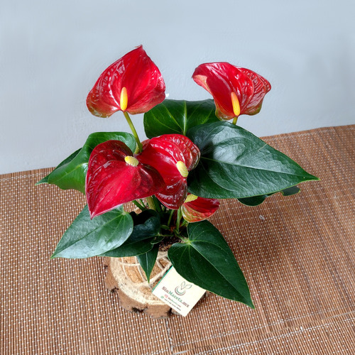 Imagen 3 de 3 de Arreglo Floral Kokedama | Anturio Natural Y Chocolates