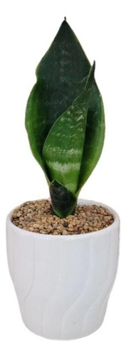 Sansevieria Black Diamond S Lengua Suegra Cactus Suculovers