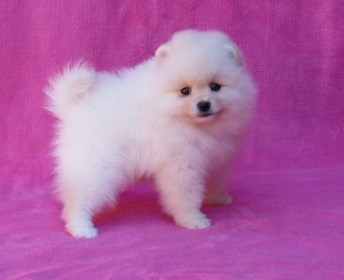 Filhote Spitz Alemão Anão Femea Lulu Da Pomerania Spitiz