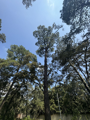 Vendo Terreno Boscoso De 11 Hectáreas En Jilótepec
