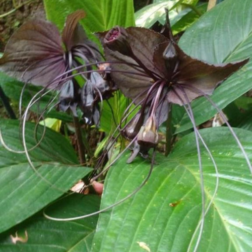 Flor Morcego Planta Tacca Chantrieri Orquídea Morcego