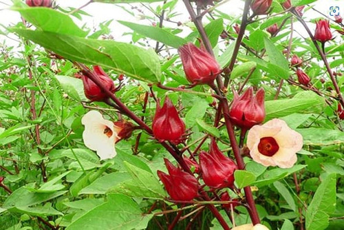 100 Semillas De Arandano De Florida Para Plantar (rosela Roj