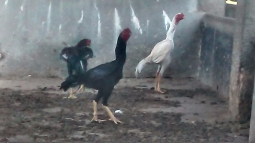 Galos Indio Shamo (ovos Galados)