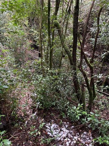 Excelente Sitio Ubicado En Castro