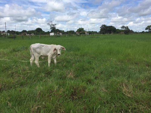 Imagen 14 de 14 de Terreno En Venta En San Fernando De Apure