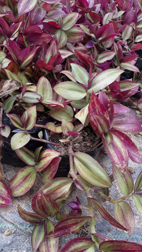Plantas De Cohitre, Cucaracha, Cucarachita, Panameña