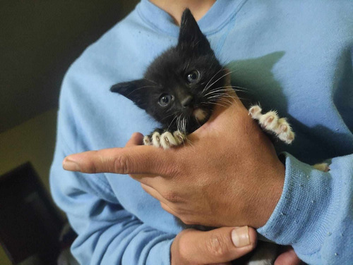 Gatitos En Adopción 