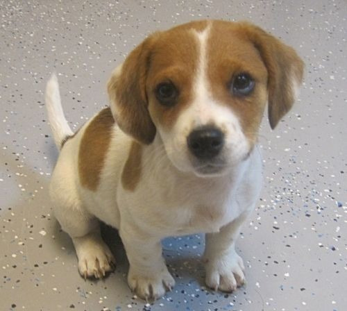 Beagle Perrito Begle Puppy Cachorrito