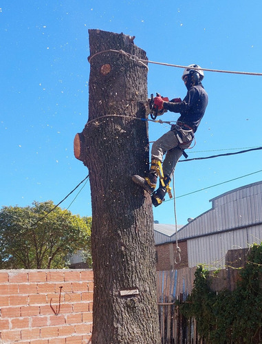 Imagen 3 de 12 de Poda De Arboles Tala Extracciones Palmera Whatsap 1528694955