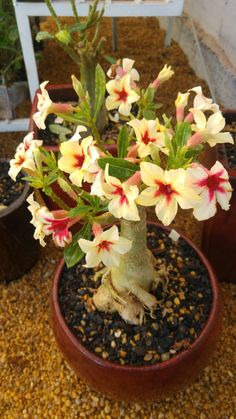 12 Sementes Rosa Do Deserto Cores Especiais Raras