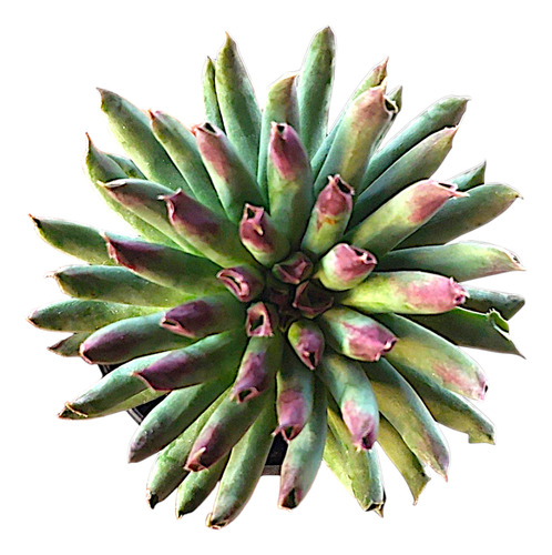 Suculenta Sempervivum Tectorum Oddity