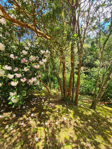 Casa En Venta, Valdivia