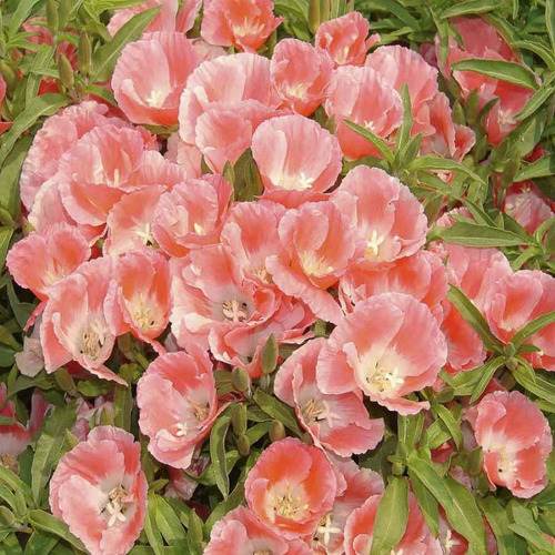 500 Sementes Da Flor Mini Azaleia De Cores Sortida P/ Jardim