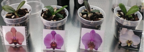 Orquídeas Plántula De Phalaenpsis