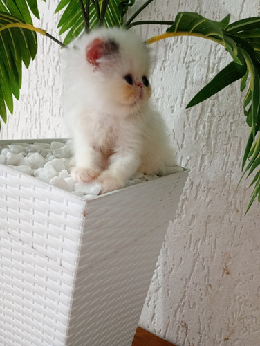 Gatinho Persa Branco E Cinza