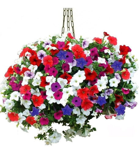 300 Sementes Flor Petunia Multi Sortida Com Frete Grátis!