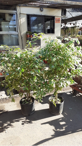 Imagen 2 de 2 de Ficus 10lts
