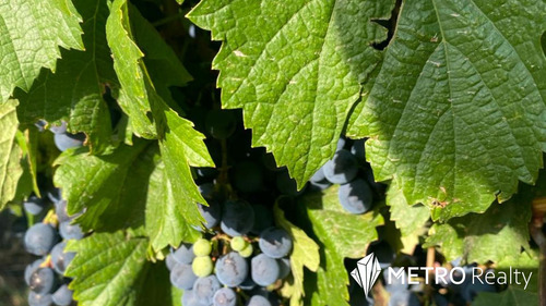 Viñedo Premium En Valle De Uco