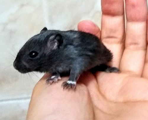 Esquilo Gerbil Padrão Black