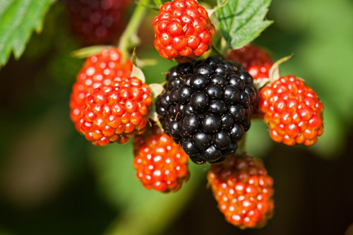 Imagen 3 de 10 de Plantas De Frutos - Arandano , Zarzamora , Grosella