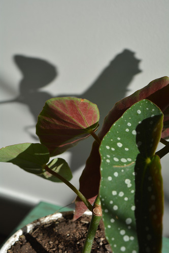 Begonia Ornamental 30 Cm - Planta Decorativa