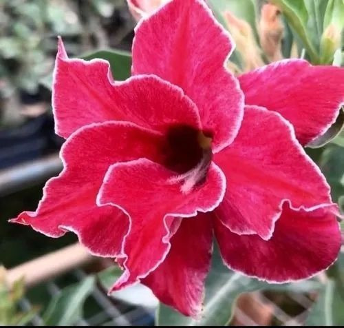 Imagem 7 de 10 de Mix De Rosas Do Deserto Enxertadas - 5 Unidades