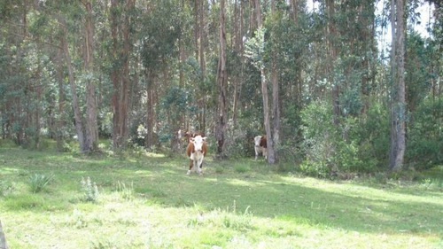 Campo En Venta En Pan De Azucar, Maldonado