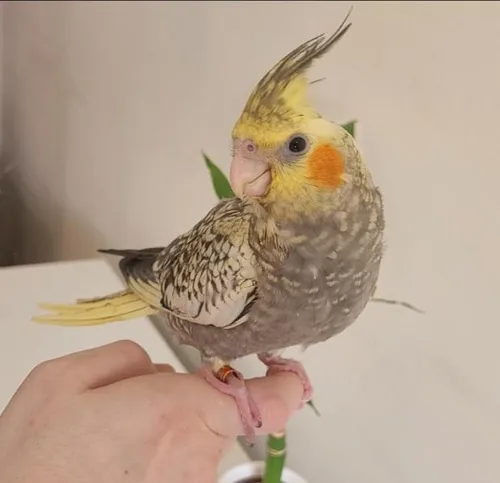 Calopsita Mansa Pet Com Garantia De Saude