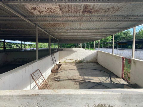 Imagen 4 de 22 de Finca En Tinaquillo Con 132 Hectáreas, Excelente Oportunidad
