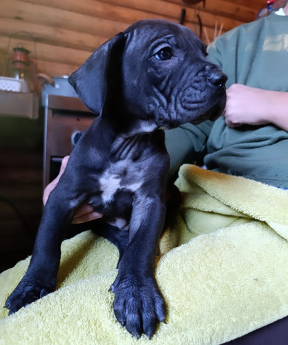 Venta De Cachorros Presa Canario
