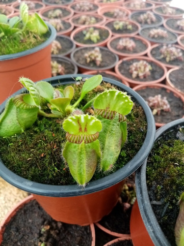 Imagen 3 de 4 de Plantas Carnivoras Cephalotus Follicularis 4 Años