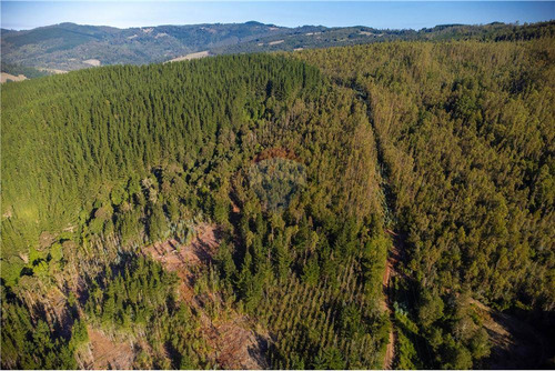 Predio Forestal En Venta 52 Ha. - Mantahue Gorbea