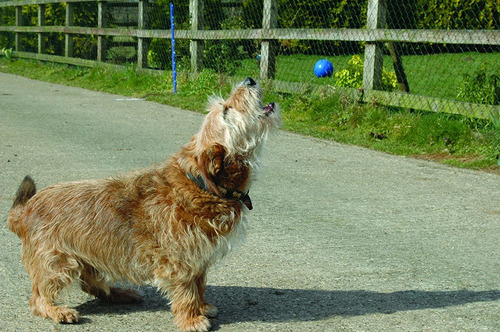 La Sociedad De Animales Corrector Mascotas Spray Para Perros