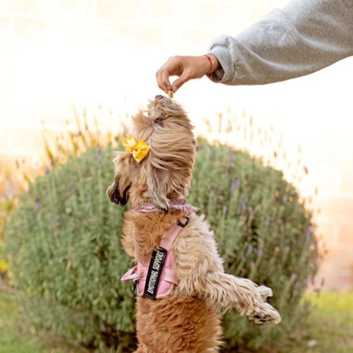 Imagen 8 de 8 de Premios Para Perro Naturales Qkis Paquete De 4