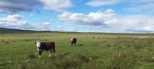 Campo En Salto 