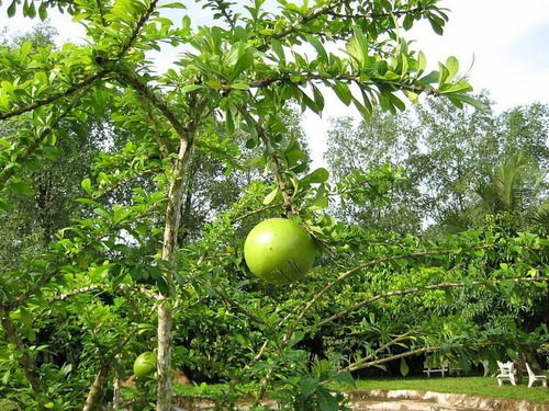 Kit 3 Arbol Jícara Redondo Gigante, Mas Semillas