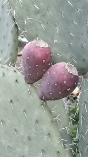 300 Semillas Nopal Tunero, Tuna Roja Opuntia Ficus, Nv