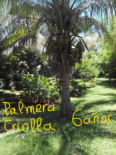Imagen 6 de 8 de Palmeras De Coco, Enanas Y Criollas Resistentes A Enfermedad